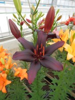 [4083 Black Charm VZ No102.JPG]